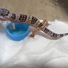 【里親様決まりました】ヒョウモントカゲモドキマックスノー生後五ヶ月の画像