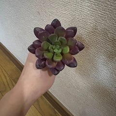 造花多肉植物②
