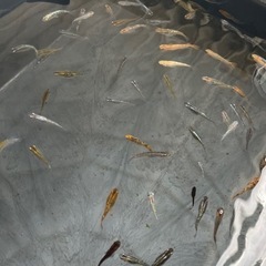 きらきらめだかアソート 🎣