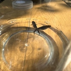 ブラックのメダカの画像