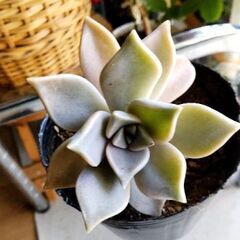 <<サマーセール>>【多肉植物】グラプトペタルム属『朧月(中型)』／3号(9cm)ポット入り(OBD100)の画像