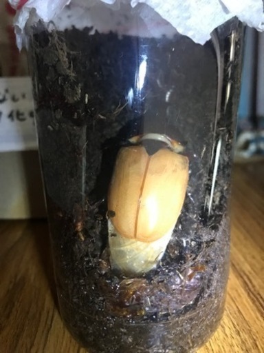カブトムシの蛹ペアセット