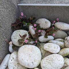 ヒメツルソバ　5株100円　グランドカバープランツ