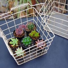 【USED/ガーデニング雑貨】ワイヤーバスケット×3個セット(多肉植物へ )の画像