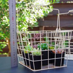 【USED/ガーデニング雑貨】ワイヤーバスケット×3個セット(多肉植物へ )の画像
