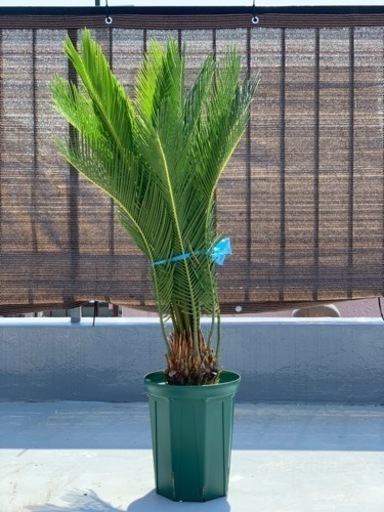 【お譲り先決定】観葉植物　蘇鉄(ソテツ)  80cm 7号