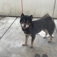 柴犬の里親募集