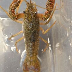 川で採取した在来種のザリガニ（約12cm）1匹　鑑賞飼育セットです。の画像