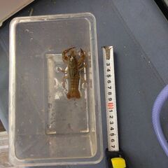 川で採取した在来種のザリガニ（約12cm）1匹　鑑賞飼育セットです。の画像