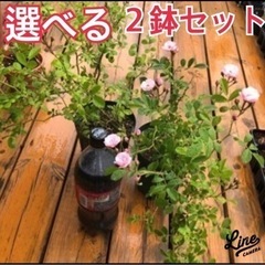 1セットご成約御礼　5/13撮影　まだまだございます。選べる２鉢...