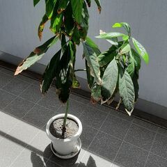 あげます アボカドの木 植木