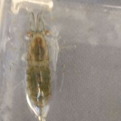 川で採取した在来種ザリガニ（約4cm）2匹の鑑賞飼育セット　の画像