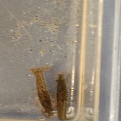 川で採取した在来種ザリガニ（約4cm）2匹の鑑賞飼育セット　の画像