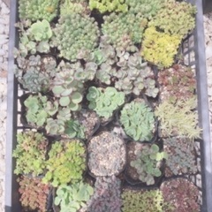 多肉植物　セダム　ミセバヤ　　