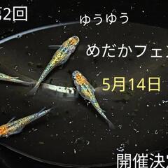 第二回ゆうゆうめだかフェスタ