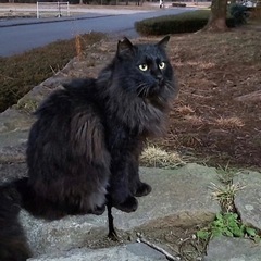 黒長毛猫メインクーン似　オス　
