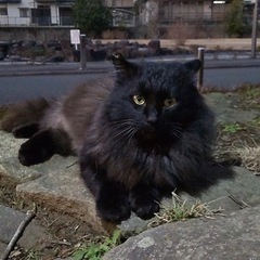 黒長毛猫メインクーン似　オス　 - 熊本市
