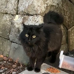 黒長毛猫メインクーン似　オス　 − 熊本県