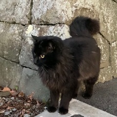 黒長毛猫メインクーン似　オス　 - 里親募集