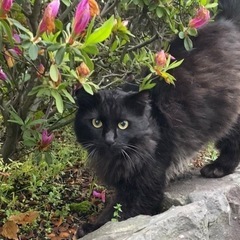 黒長毛猫メインクーン似　オス　 - 猫