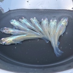 限定1🌈青蝶メダカ　L5匹🌈
