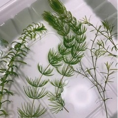 マツモ3本🌿