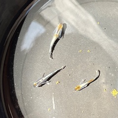 （本家血統）アルテミスメダカ　1ペア＋メス　②の画像