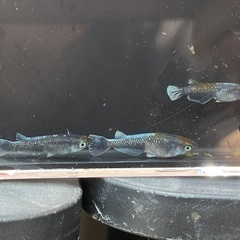 （本家血統）アルテミスメダカ　1ペア＋メス　②の画像