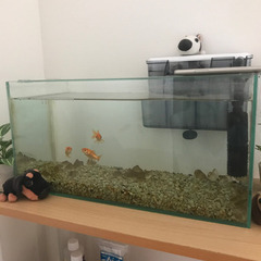 【受け渡し終了】金魚3匹と水槽＋あら塩などいろいろまとめて