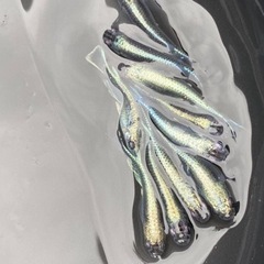 黒幹之めだか【1ペア】の画像