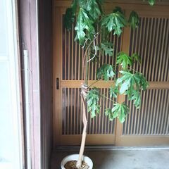 ブラキキトン　観葉植物　大きい　全高２ｍ　寒さに強い