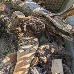 木（自立式グリーンバック）の画像