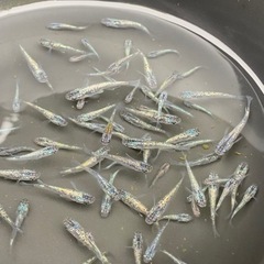 鬼ラメめだか【1ぺア】