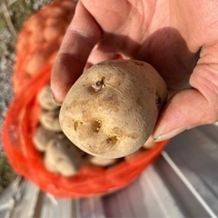 種芋　男爵　20kg