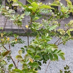シマネトネリコの画像