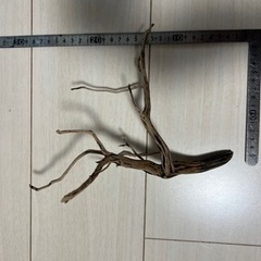 スマトラウッド流木 2本の画像