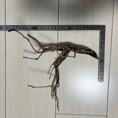スマトラウッド流木 2本の画像
