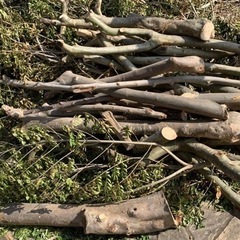 伐採済みの広葉樹　差し上げます