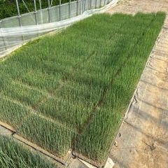 ネギ苗　一箱につき1000円　残り全部で100箱あります