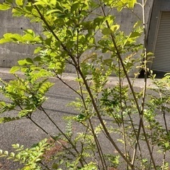 シマトネリコ　陶器鉢付き　180センチの画像