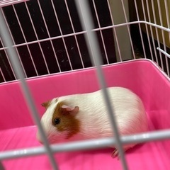 イングリッシュモルモット　オス