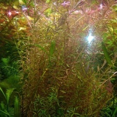 熱帯水草増えているので500円で3種類位の水草をお店で買う量よりも2〜3倍の量をお分けします。の画像
