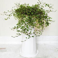 🌿ワイヤープランツ🌿観葉植物