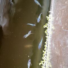 【受け渡し決定】 ｻﾌｧｲｱメダカ針子50匹