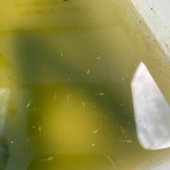 【受け渡し決定】 ｻﾌｧｲｱメダカ針子50匹の画像