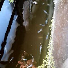 【受け渡し決定】 ｻﾌｧｲｱメダカ針子50匹の画像