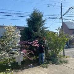 🌲ブルーアイス枝物🌲装飾用切花枝物