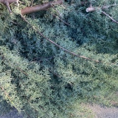 🌲ブルーアイス枝物🌲装飾用切花枝物の画像