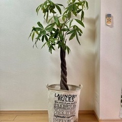 観葉植物　パキラ