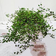 🌿ワイヤープランツ🌿観葉植物の画像